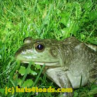 /home//u458753944/public_html/sourcegallery//Frogs/More bullfrogs/P6020081.JPG